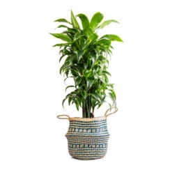 Seagrass Tribal Basket - Teal Lined -HousePlants Shop Dracaena fragrans Dorado Branched 27x95cm Seagrass Tribal Basket Teal Lined 30x25cm