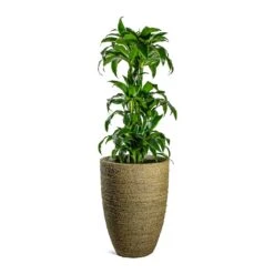 Ben Plant Pot - Straw Grass -HousePlants Shop Dracaena fragrans Dorado Branched Ben Plant Pot Straw Grass 41fd72bd fecb 4792 984f 971c4e8cc9c3
