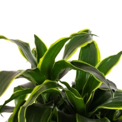 Dracaena Fragrans Dorado - Branched -HousePlants Shop Dracaena fragrans Dorado Branched DETAIL