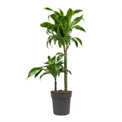 Dracaena Fragrans Dorado - Multi Stem -HousePlants Shop Dracaena fragrans Dorado Multi Stem 19x80cm 2 stems