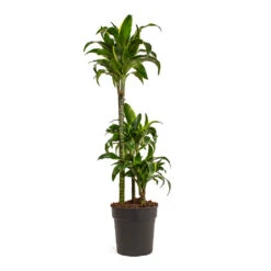Dracaena Fragrans Dorado - Multi Stem -HousePlants Shop Dracaena fragrans Dorado Multi Stem 21cm