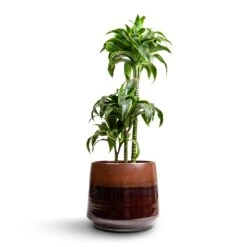 Dracaena Fragrans Dorado - Multi Stem -HousePlants Shop Dracaena fragrans Dorado Multi Stem 21x95cm 3 stems Joah Plant Pot Truffle 38x34cm