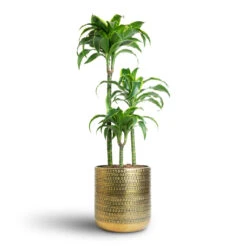 Dracaena Fragrans Dorado - Multi Stem -HousePlants Shop Dracaena fragrans Dorado Multi Stem 21x95cm 3 stems Solis Embossed Plant Pot Gold 25x25cm 7