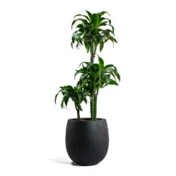 Dracaena Fragrans Dorado - Multi Stem -HousePlants Shop Dracaena fragrans Dorado Multi Stem Grigio Balloon Plant Pot Anthracite Concrete 9b86369d f126 415d bbd3 0137e64ba038