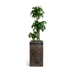 Dracaena Fragrans Dorado - Multi Stem -HousePlants Shop Dracaena fragrans Dorado Multi Stem Luxe Lite Layer Square Planter Bronze