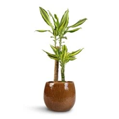 Dracaena Fragrans Golden Coast - Multi Stem -HousePlants Shop Dracaena fragrans Golden Coast 2Stem 17x80cm Mischa Plant Pot Caramel 24x22cm