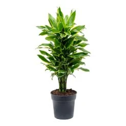 Dracaena Fragrans Golden Coast - Branched -HousePlants Shop Dracaena fragrans Golden Coast Branched 24cm