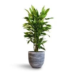 Dracaena Fragrans Golden Coast - Branched -HousePlants Shop Dracaena fragrans Golden Coast Branched 24x90cm Cas Plant Pot Anthracite 32x29cm bcf056ee b210 4c9b a483 112e7bc17825
