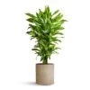 Dracaena Fragrans Golden Coast - Branched 1 Dracaena Fragrans Golden Coast - Branched -HousePlants Shop Dracaena fragrans Golden Coast Branched 24x90cm Puk Refined Planter Clouded Grey 25x24.5cm