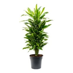 Dracaena Fragrans Golden Coast - Branched -HousePlants Shop Dracaena fragrans Golden Coast Branched 27cm