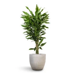 Dracaena Fragrans Golden Coast - Branched -HousePlants Shop Dracaena fragrans Golden Coast Branched 27x110cm Cas Plant Pot Cool Grey 36x32cm 4cccdb80 118f 46d2 9e0e 0e14df216cb3