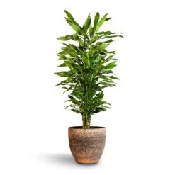 Dracaena Fragrans Golden Coast - Branched -HousePlants Shop Dracaena fragrans Golden Coast Branched 27x110cm Cas Plant Pot Sahara 36x32cm