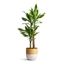 Dracaena Fragrans Golden Coast - Multi Stem -HousePlants Shop Dracaena fragrans Golden Coast Multi Stem 17x70cm Bamboo Plant Pot White 19x19cm