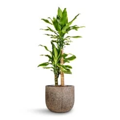 Dracaena Fragrans Golden Coast - Multi Stem -HousePlants Shop Dracaena fragrans Golden Coast Multi Stem 17x70cm 2 stems Cody Cement Stone Plant Pot Granite Grey