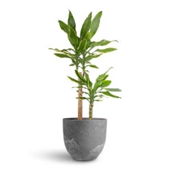 Dracaena Fragrans Golden Coast - Multi Stem -HousePlants Shop Dracaena fragrans Golden Coast Multi Stem 17x70cm 2 stems Bola Artstone Plant Pot Grey 28x24cm d9e487f5 5dcf 4a4d 856d 8a4cfe78f51b
