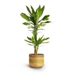 Dracaena Fragrans Golden Coast - Multi Stem -HousePlants Shop Dracaena fragrans Golden Coast Multi Stem 17x80cm 2stems Jane Plant Baskets Set5 Jungle b6fd3bbc 2ee0 4004 9468 ef0c018b093f