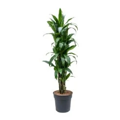 Dracaena Fragrans Janet Craig - Branched -HousePlants Shop Dracaena fragrans Janet Craig Branched