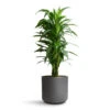 Dracaena Fragrans Janet Craig - Branched -HousePlants Shop Dracaena fragrans Janet Craig Branched 27x130cm Leon Plant Pot Granite 32x27cm a6ea98dd 6d1e 444d a049 530b7fef4943