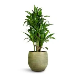 Lydia Plant Pot - Shiny Green -HousePlants Shop Dracaena fragrans Janet Craig Branched 27x130cm Lydia Plant Pot Shiny Green 36x32cm 5ddb8ad9 72c6 4001 9807 1193da78dbfb