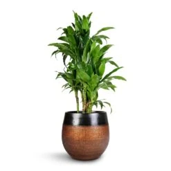 Dracaena Fragrans Janet Craig - Branched -HousePlants Shop Dracaena fragrans Janet Craig Branched 27x130cm Mya Plant Pot Shiny Mocha 36x32cm