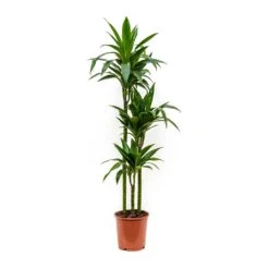 Dracaena Fragrans Janet Craig - Multi Stem -HousePlants Shop Dracaena fragrans Janet Craig Multi Stem