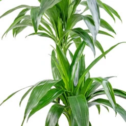Dracaena Fragrans Janet Craig - Multi Stem -HousePlants Shop Dracaena fragrans Janet Craig Multi Stem 24x135cm DETAIL