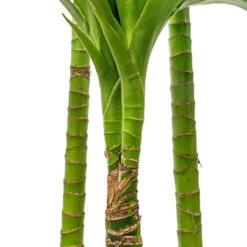 Dracaena Fragrans Janet Craig - Multi Stem -HousePlants Shop Dracaena fragrans Janet Craig Multi Stem 24x135cm DETAIL 3