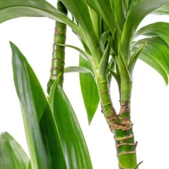 Dracaena Fragrans Janet Craig - Multi Stem -HousePlants Shop Dracaena fragrans Janet Craig Multi Stem 24x135cm DETAIL 4