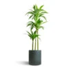 Dracaena Fragrans Janet Craig - Multi Stem -HousePlants Shop Dracaena fragrans Janet Craig Multi Stem 24x135cm 3 stems Max Refined Planter Pine Green 29x29.5cm