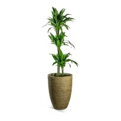Dracaena Fragrans Janet Craig - Multi Stem -HousePlants Shop Dracaena fragrans Janet Craig Multi Stem Ben Plant Pot Straw Grass