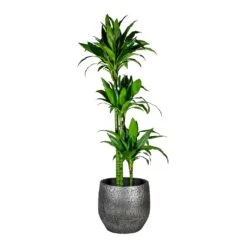 Dracaena Fragrans Janet Craig - Multi Stem -HousePlants Shop Dracaena fragrans Janet Craig Multi Stem Evi Plant Pot Midnight Black 35cm