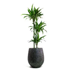 Dracaena Fragrans Janet Craig - Multi Stem -HousePlants Shop Dracaena fragrans Janet Craig Multi Stem Opus Hit Darcy Planter Silver 188e73ad 04ec 4c7c 8464 a99a9fb334de