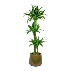 Dracaena Fragrans Janet Craig - Multi Stem -HousePlants Shop Dracaena fragrans Janet Craig Multi Stem joah oasis 33cm plant pot studio