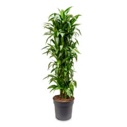 Dracaena Fragrans Janet Craig - Branched -HousePlants Shop Dracaena fragrans Janet Craig branched 34x180cm