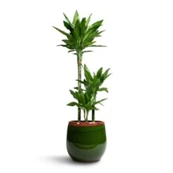 Dracaena Fragrans Janet Lind - Multi Stem -HousePlants Shop Dracaena fragrans Janet Lind 3 Stem 21x100cm Charlotte Plant Pot Green 29x25cm