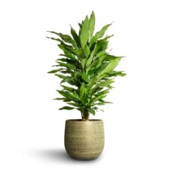 Lydia Plant Pot - Shiny Green -HousePlants Shop Dracaena fragrans Janet Lind Branched 21x80cm Lydia Plant Pot Shiny Green 26x26cm
