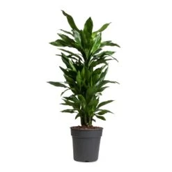 Dracaena Fragrans Janet Lind - Branched -HousePlants Shop Dracaena fragrans Janet Lind Branched 24x95cm