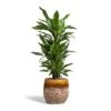 Dracaena Fragrans Janet Lind - Branched -HousePlants Shop Dracaena fragrans Janet Lind Branched 24x95cm Lindy Plant Pot Ochre 30x25cm