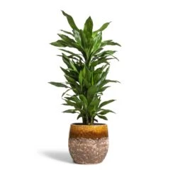 Lindy Plant Pot - Ochre 27 Lindy Plant Pot - Ochre -HousePlants Shop Dracaena fragrans Janet Lind Branched 24x95cm Lindy Plant Pot Ochre 30x25cm c3b5336e ca1e 4cec 875e 7875a9b9bdf1