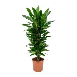 Dracaena Fragrans Janet Lind - Branched -HousePlants Shop Dracaena fragrans Janet Lind Branched 27x110cm