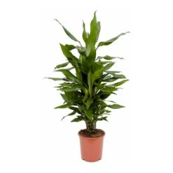 Dracaena Fragrans Janet Lind - Branched -HousePlants Shop Dracaena fragrans Janet Lind Branched 80cm