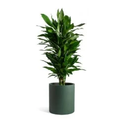 Dracaena Fragrans Janet Lind - Branched -HousePlants Shop Dracaena fragrans Janet Lind Max Refined Planter Pine Green c585841c 6571 4ad6 85b2 80c521d12646