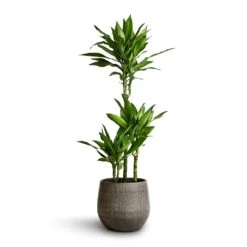 Esra Plant Pot - Mystic Grey 35 Esra Plant Pot - Mystic Grey -HousePlants Shop Dracaena fragrans Janet Lind Multi Stem 21x100 Esra Plant Pot Mystic Grey 26x26cm 2cb21ad3 c76c 4faf ad18 0c10f2d13d65