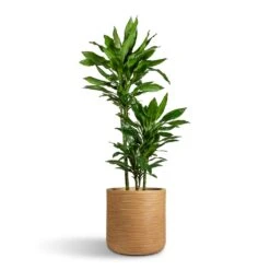 Dune Cylinder Planter - Almond -HousePlants Shop Dracaena fragrans Janet Lind Multi Stem 21x110cm 3 stems Dune Cylinder Planter Almond 38x37cm