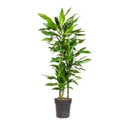 Dracaena Fragrans Janet Lind - Multi Stem -HousePlants Shop Dracaena fragrans Janet Lind Multi Stem 21x110cm 3 stems