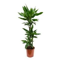 Dracaena Fragrans Janet Lind - Multi Stem -HousePlants Shop Dracaena fragrans Janet Lind Multi Stem