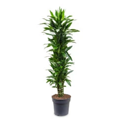 Dracaena Fragrans Janet Lind - Branched -HousePlants Shop Dracaena fragrans Janet Lind branched 34x180cm