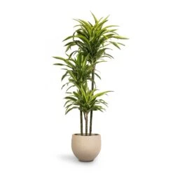 Mini Orb Kevan Plant Pot - Grey Washed -HousePlants Shop Dracaena fragrans Lemon Lime 3MultiStem 24 x 140cm Mini Orb Kevan Plant Pot Grey Washed 32x28cm c96e807e 71e5 4449 8cc8 060db2ea8dff