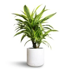 Dracaena Fragrans Lemon Lime - Branched -HousePlants Shop Dracaena fragrans Lemon Lime Branched 21x70cm Charlie Plant Pot White Washed 25x24cm