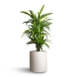 Max Refined Planter - Natural White -HousePlants Shop Dracaena fragrans Lemon Lime Branched 21x70cm Max Refined Planter Natural White 29x29.5cm e3b1c807 5a5b 4e62 8c50 43b66461678b